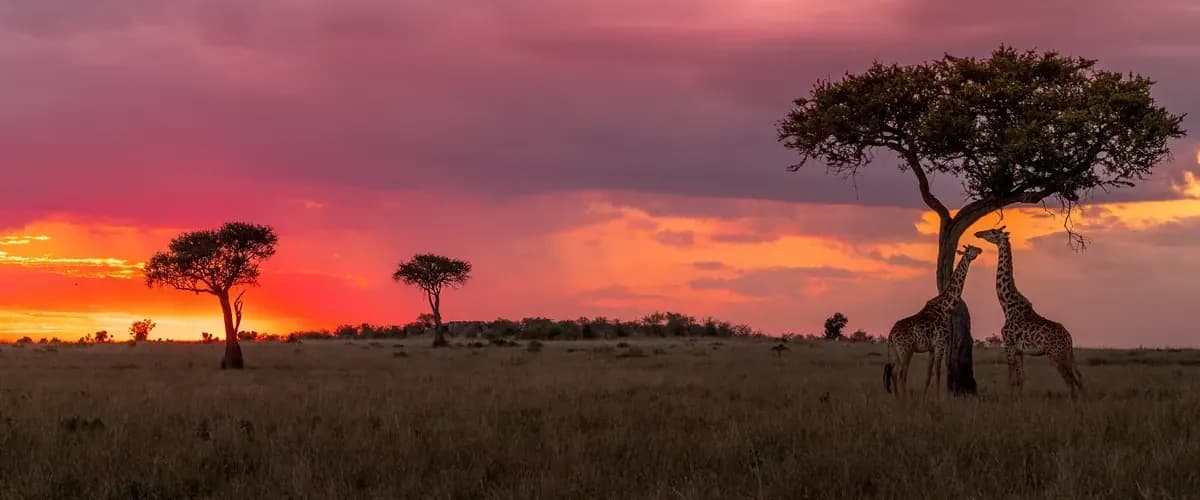 Giraffe beside an acacia tree at sunset