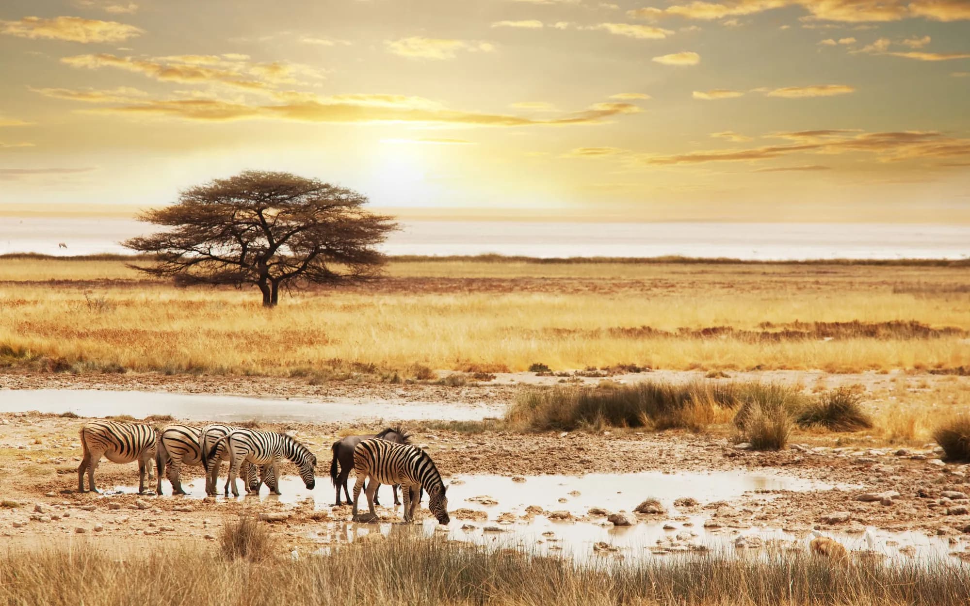 Zebras beneath a lone acacia tree at golden sunset
