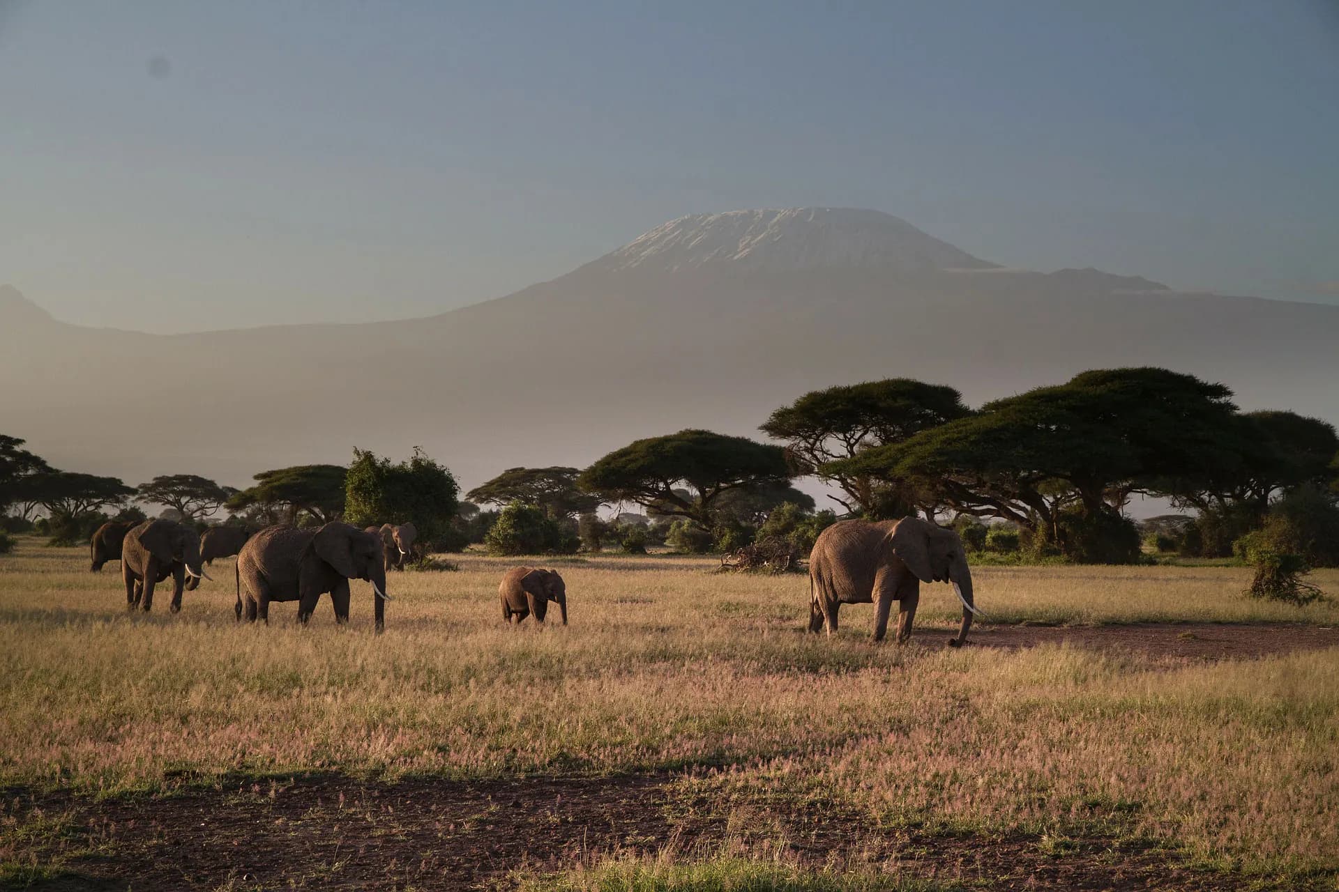 Elephants grazing beneath acacia trees with Mount Kilimanjaro behind