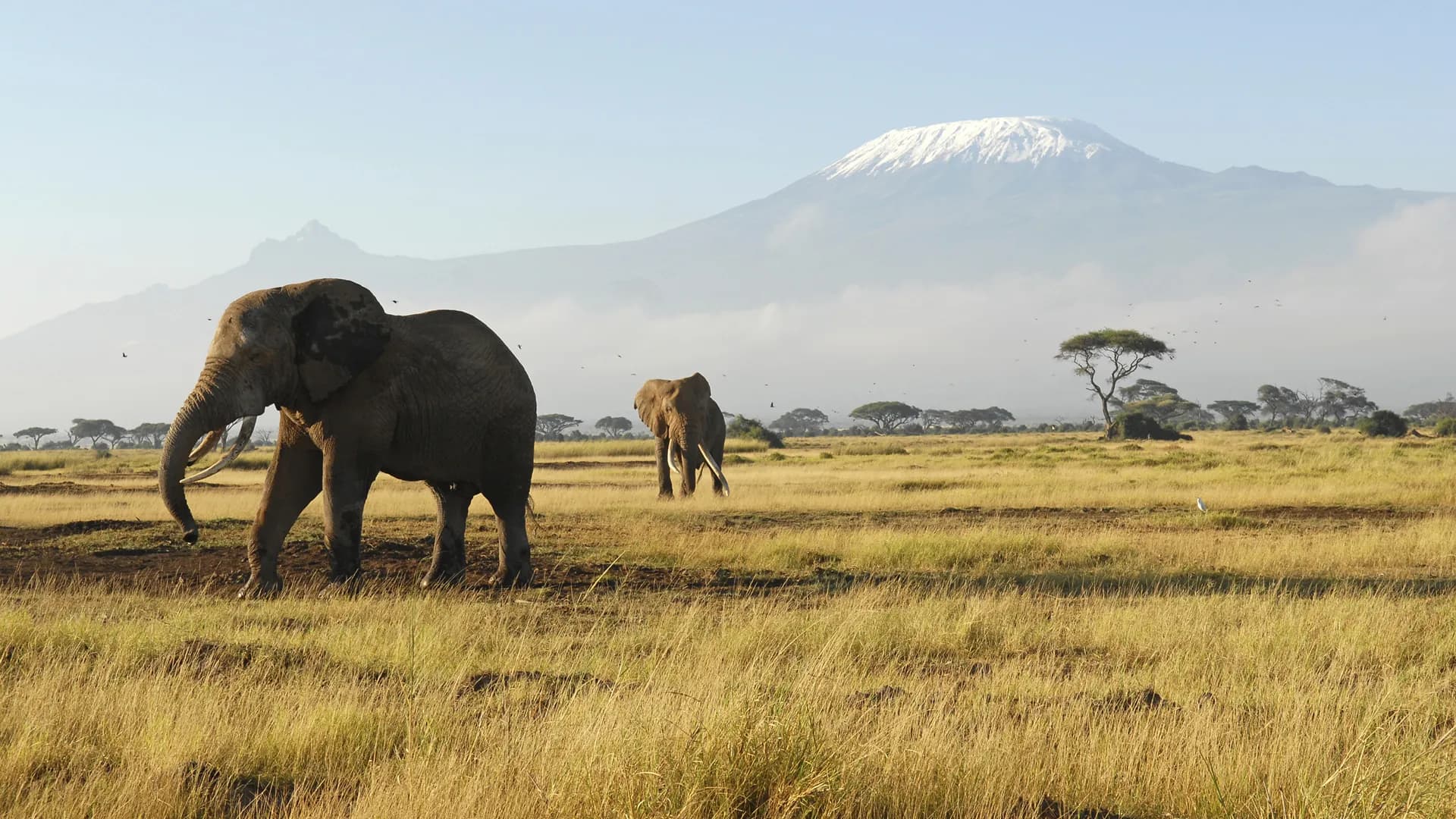 Lone elephant on the Amboseli plains with Kilimanjaro rising above the clouds