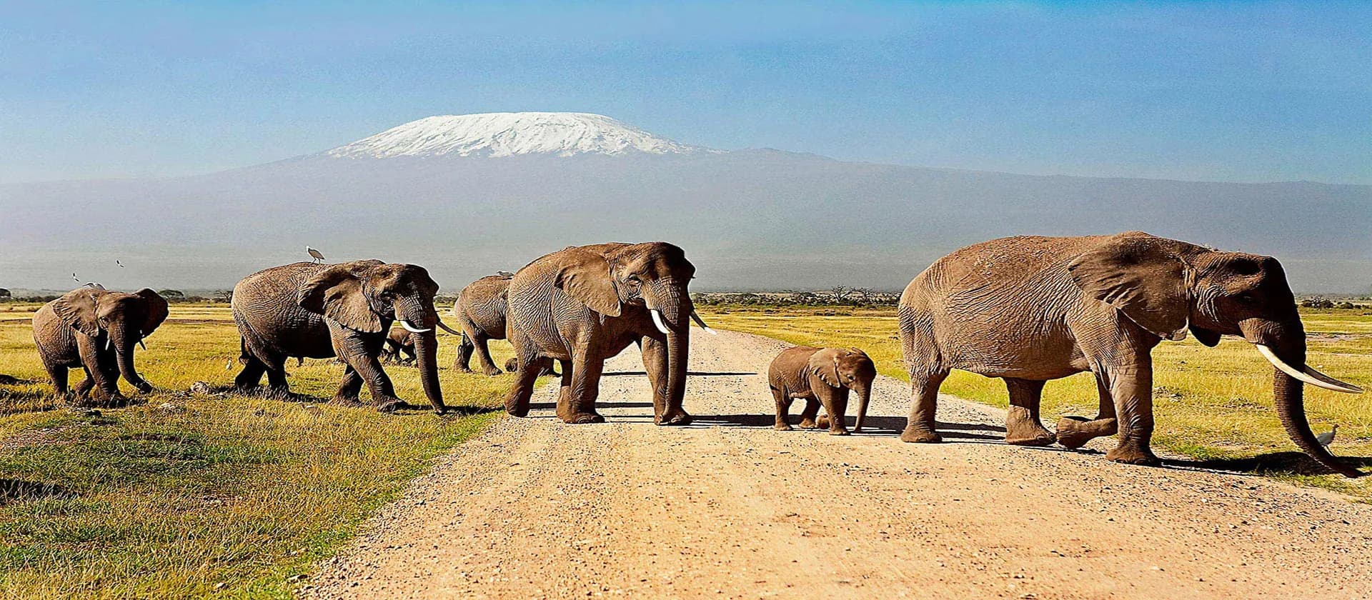Elephants crossing a dirt track with Kilimanjaro on the horizon
