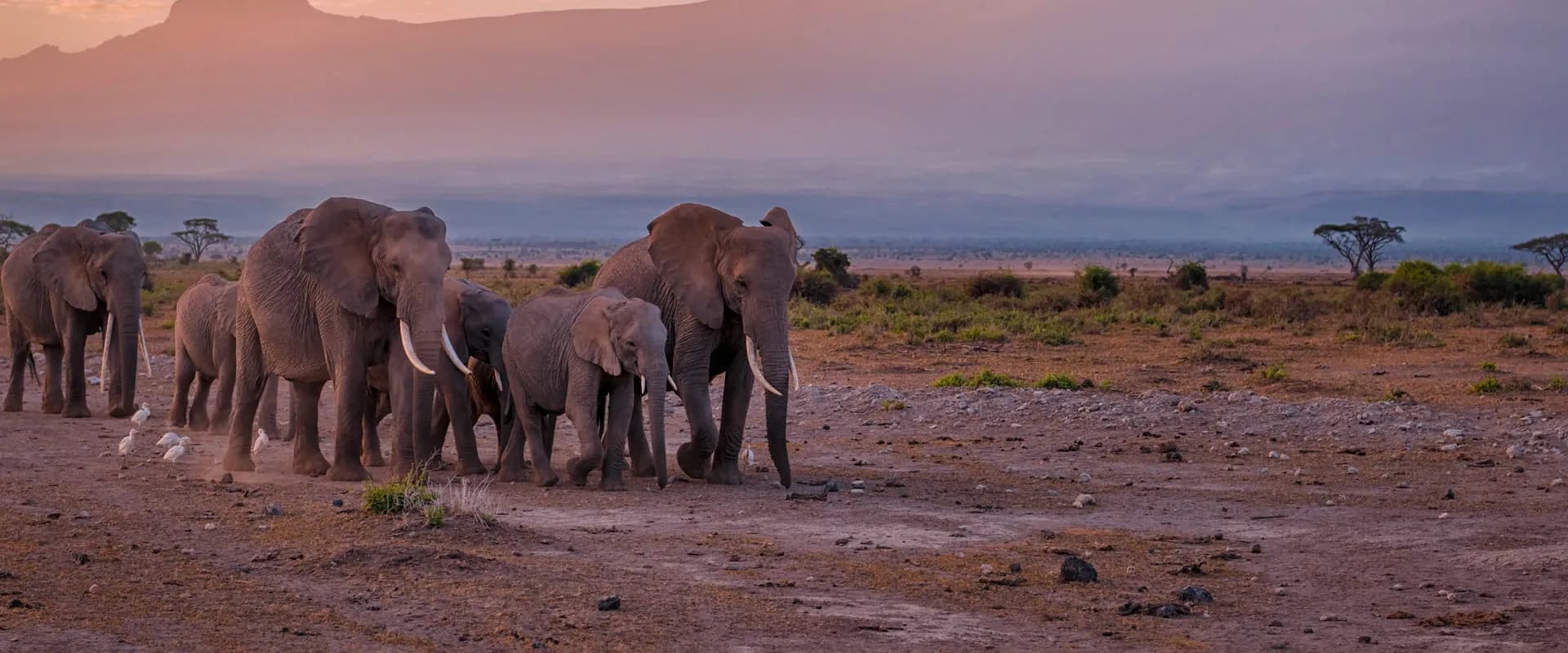 Elephant family moving across dusty plains in soft evening light