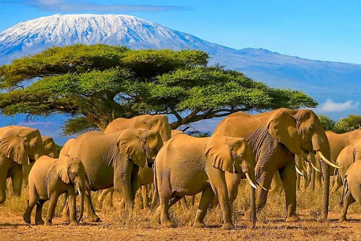 Elephants gathered under acacia trees with Kilimanjaro's snowy summit in the distance