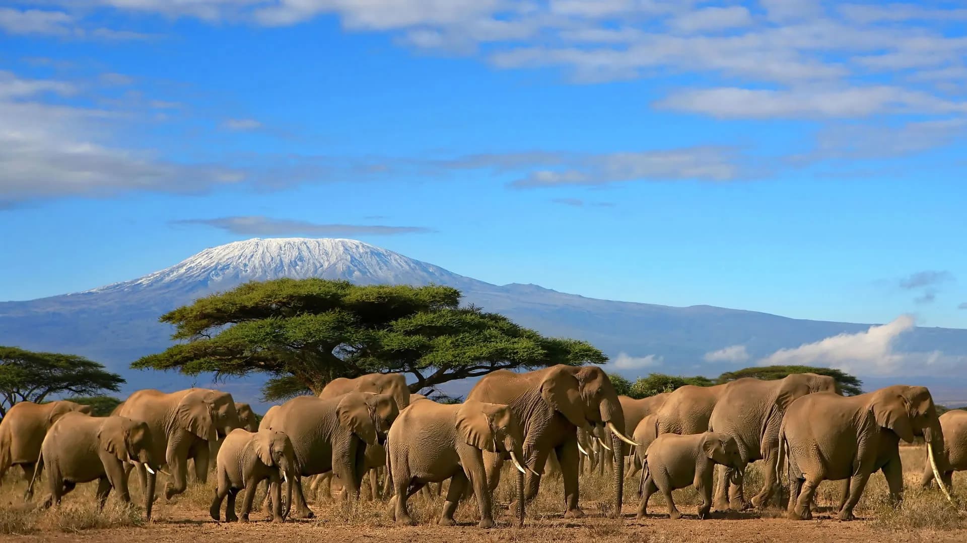 Elephant herd walking past flat-topped acacias below Mount Kilimanjaro