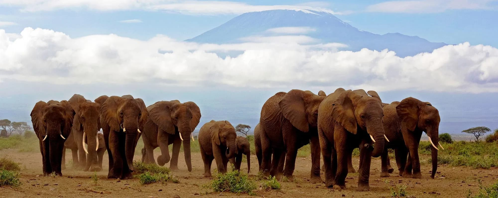 Long line of elephants crossing open grassland beneath Mount Kilimanjaro