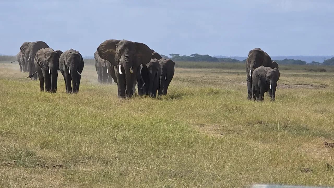 Elephant herd walking towards the camera across flat grassland
