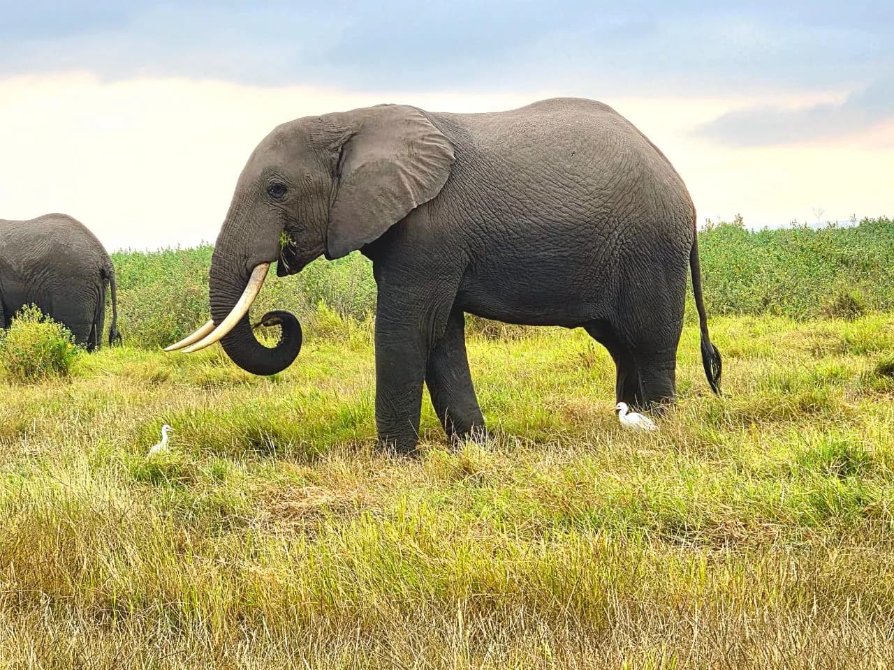 Elephant standing in lush swamp grass with egrets nearby