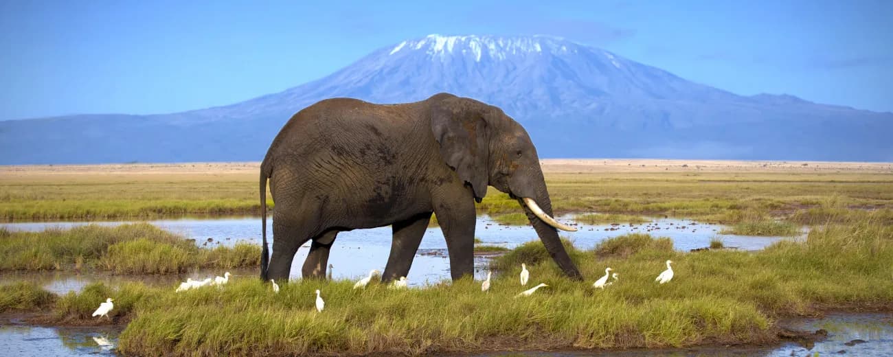 Elephant feeding in a green swamp with Kilimanjaro behind