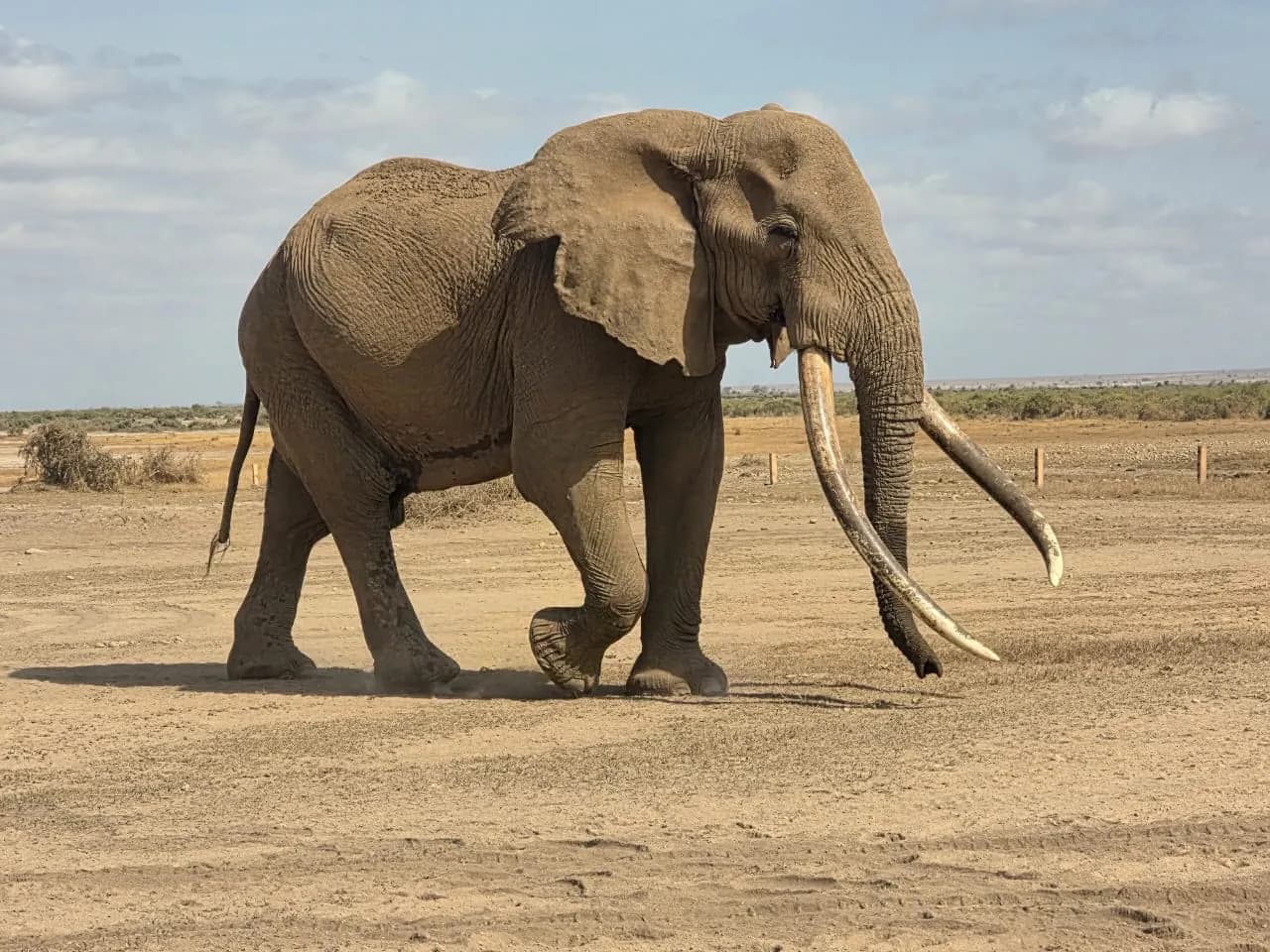 Large tusker elephant walking across dry, dusty ground
