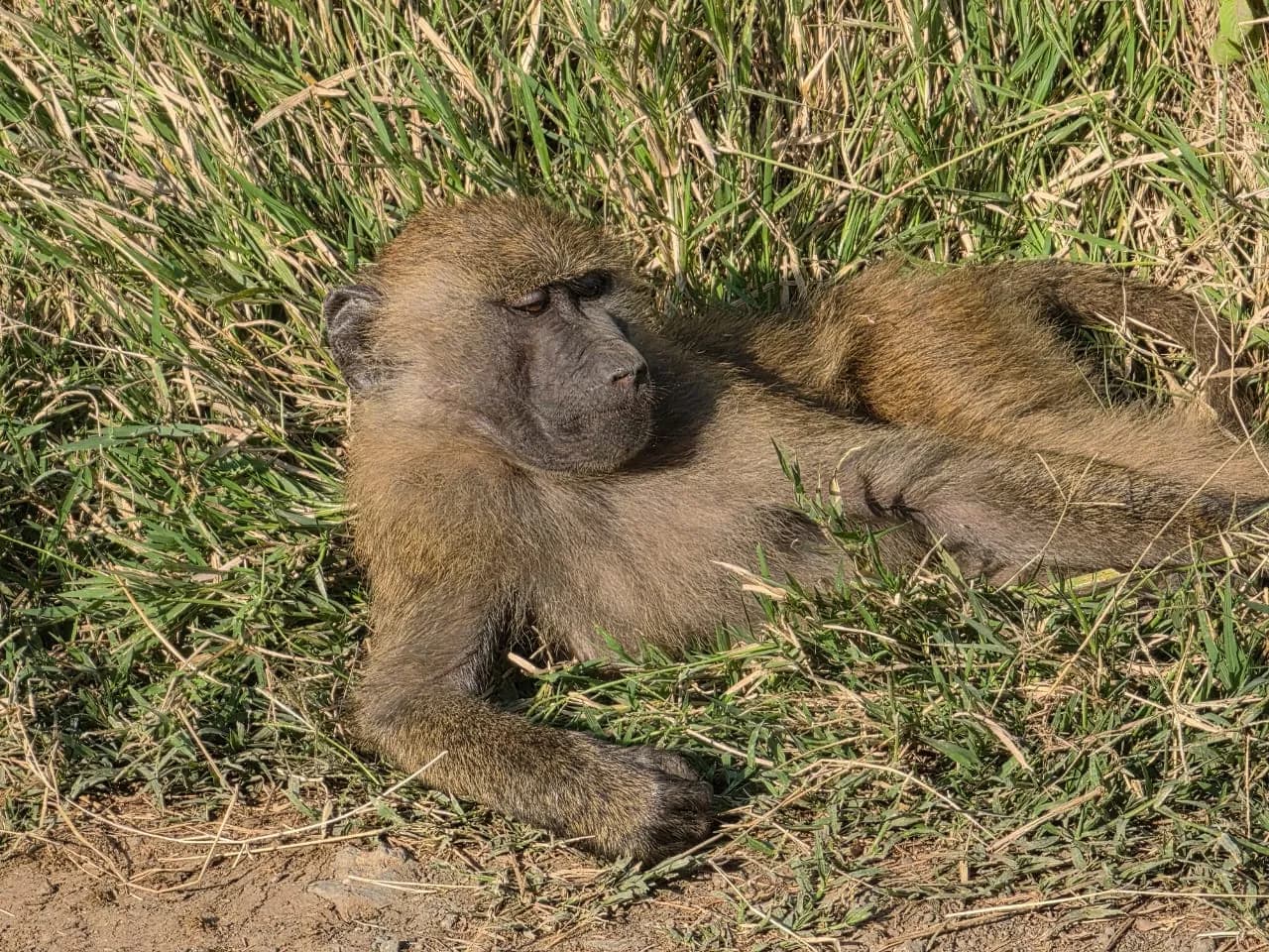 Baboon resting on its side in grass