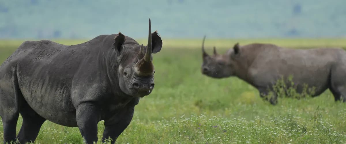 Two black rhinos in green grass