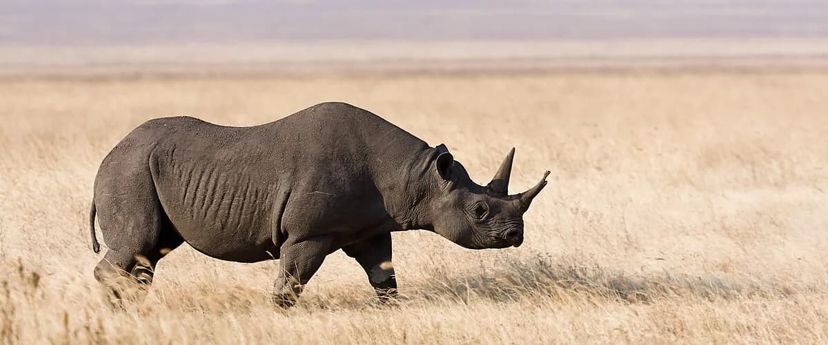 Black rhino walking across a dry plain