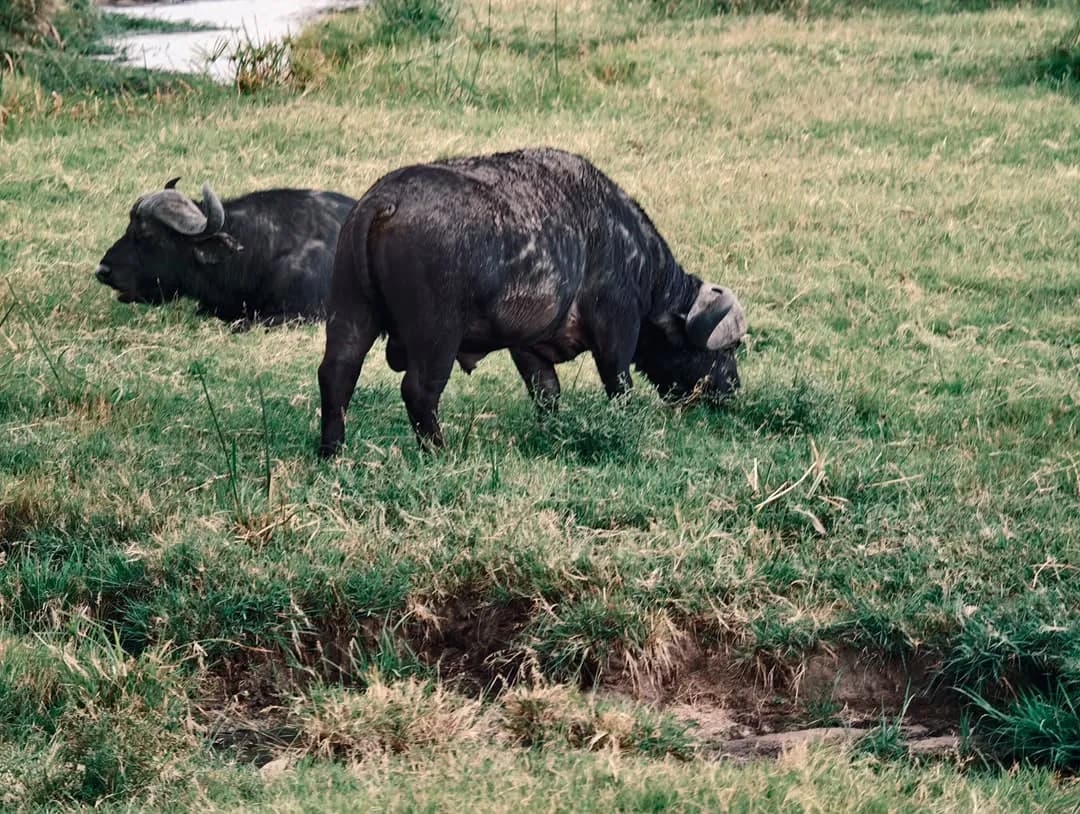 Two Cape buffalo grazing on green grass