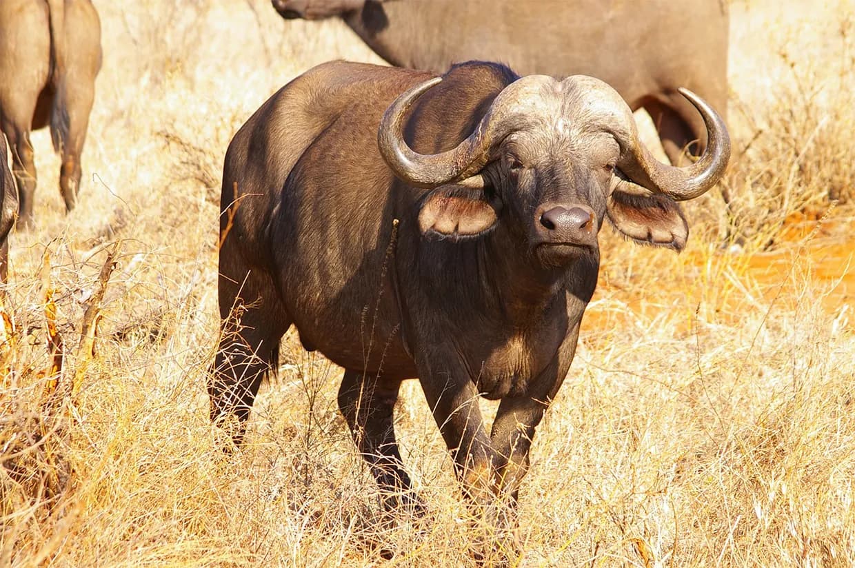 Cape buffalo standing in golden grass