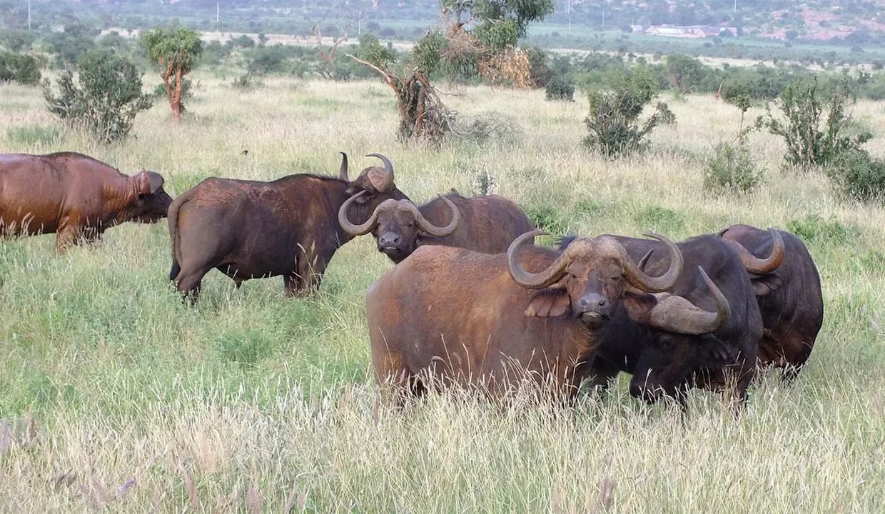 Small group of Cape buffalo resting in long grass