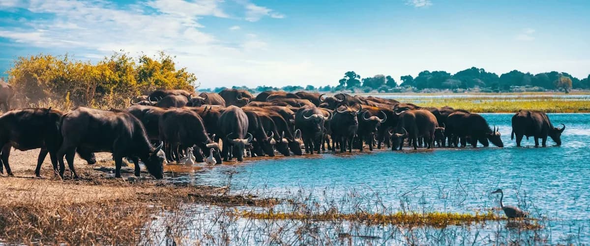 Buffalo herd drinking at the water’s edge