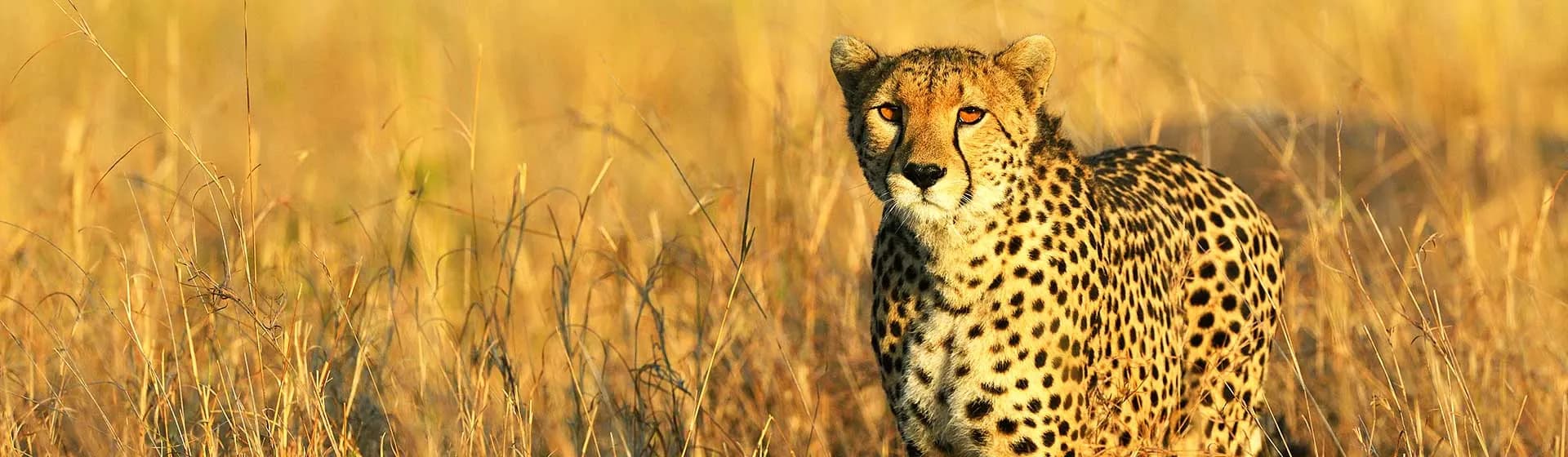 Cheetah standing in tall golden grass