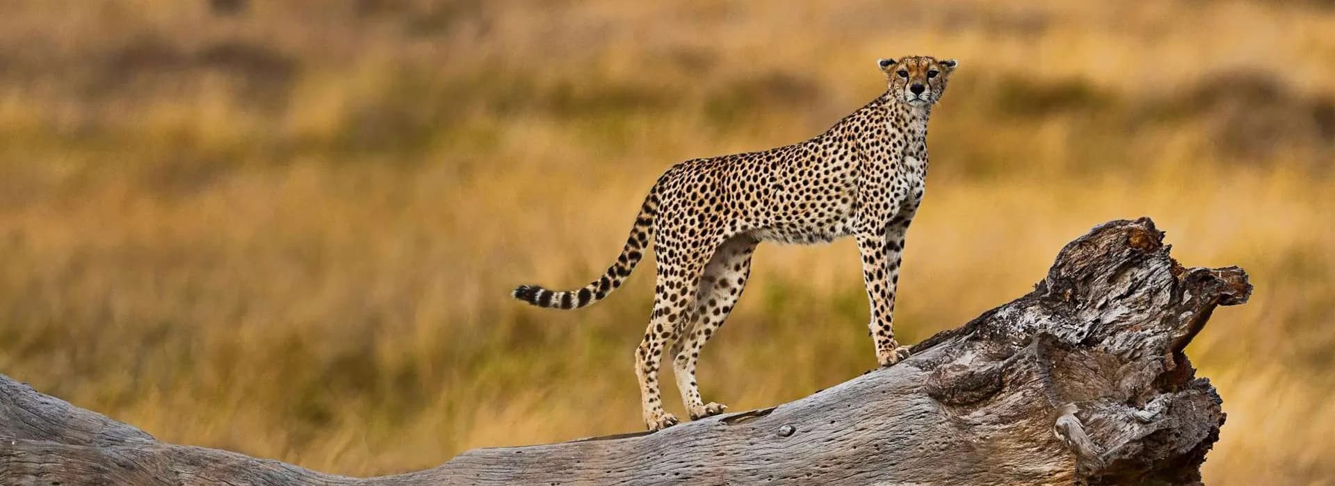 Cheetah standing on a fallen log in golden grass