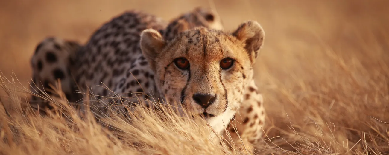 Cheetah crouched low in golden grass