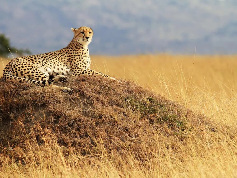 Cheetah lying on a termite mound in golden grass