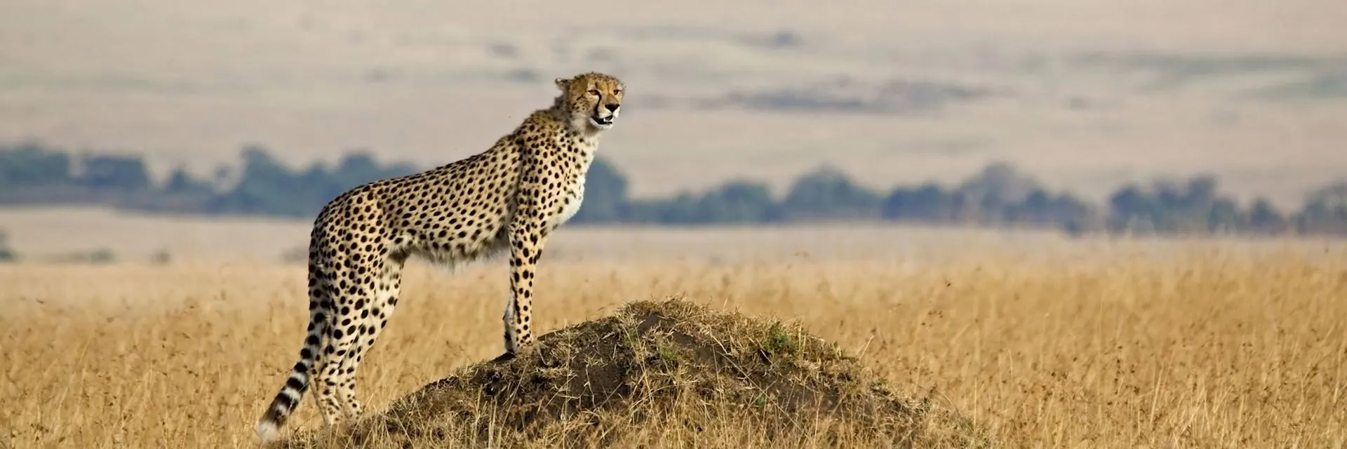 Cheetah standing on a termite mound scanning the plains