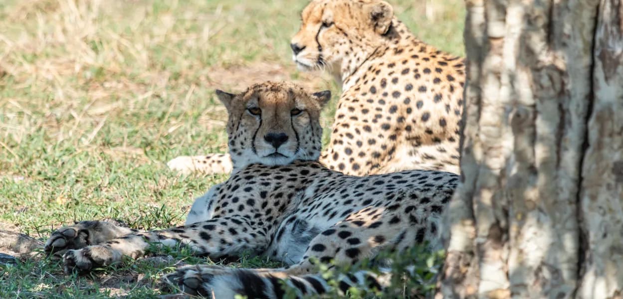 Two cheetahs resting in the shade of a tree