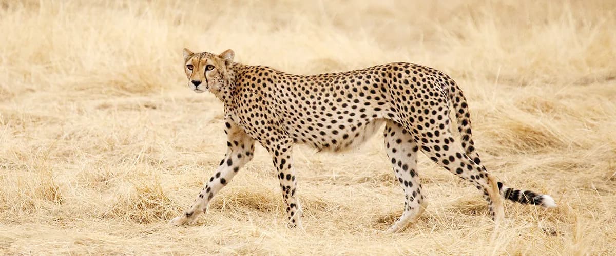 Cheetah walking across dry grass