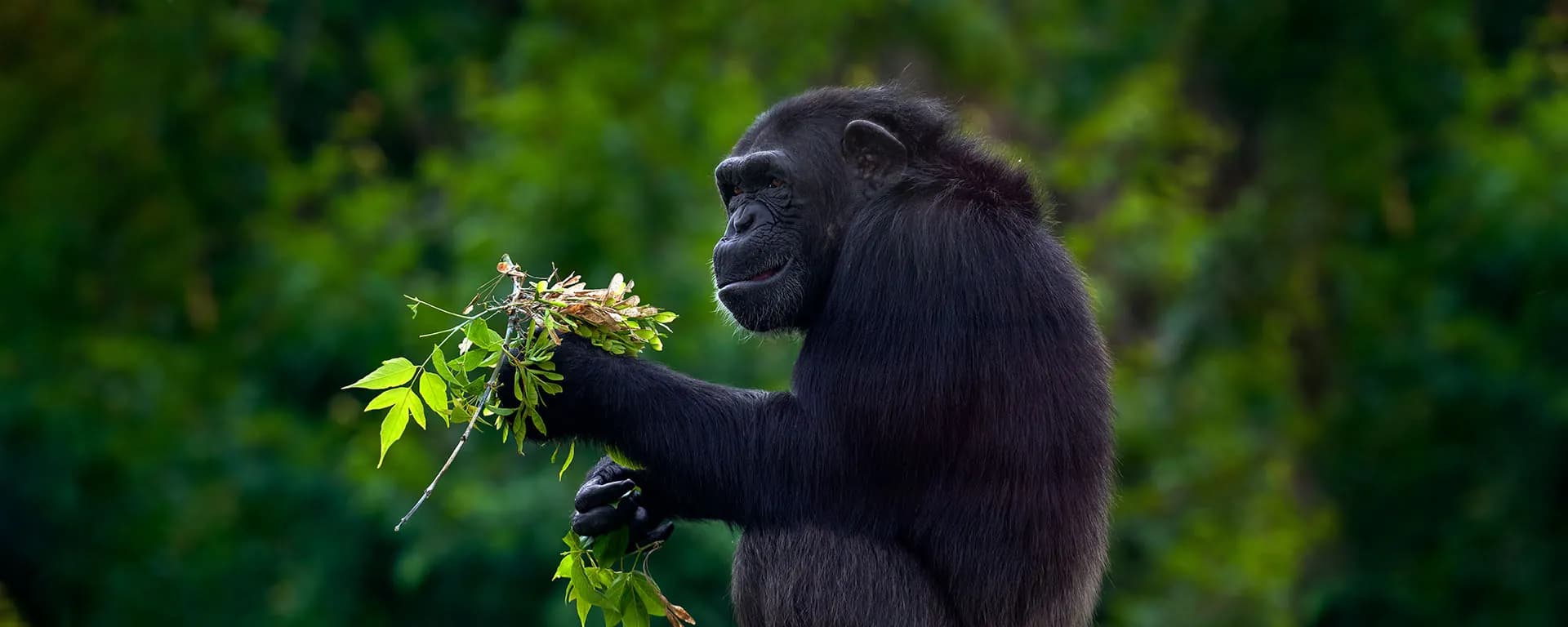 Chimpanzee holding a leafy branch