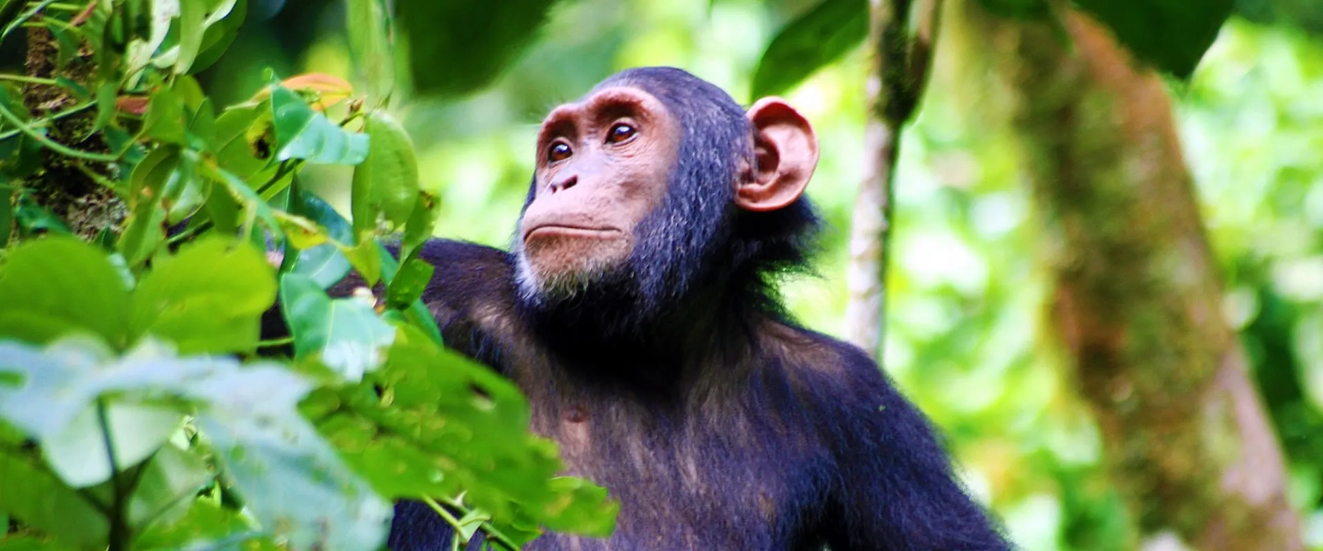 Chimpanzee sitting in the forest canopy