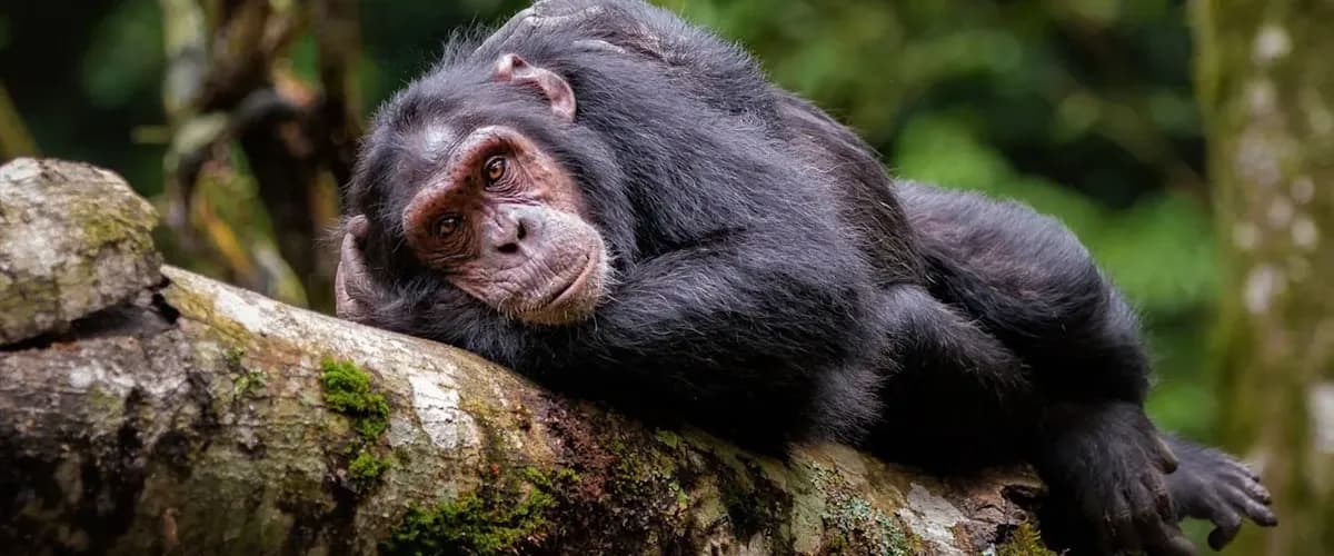 Chimpanzee resting on a fallen tree