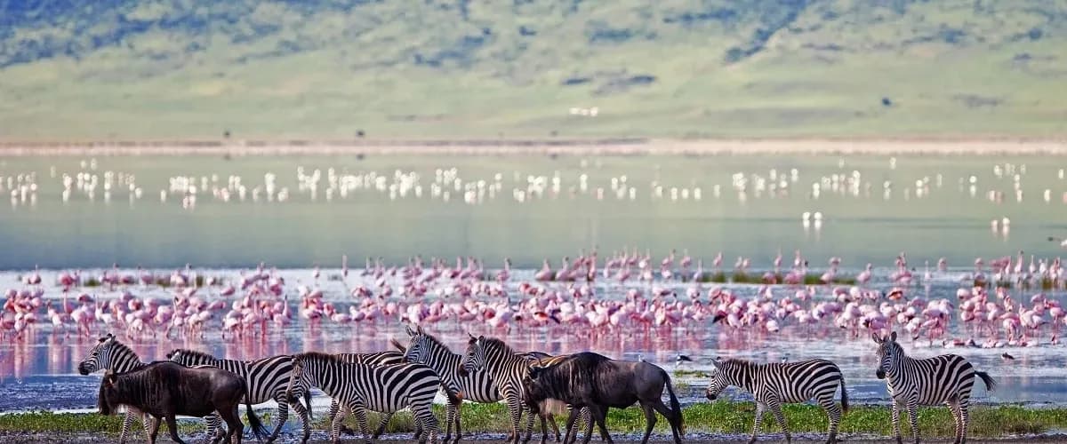 Flamingos on a crater lake with zebras and wildebeest on the shore