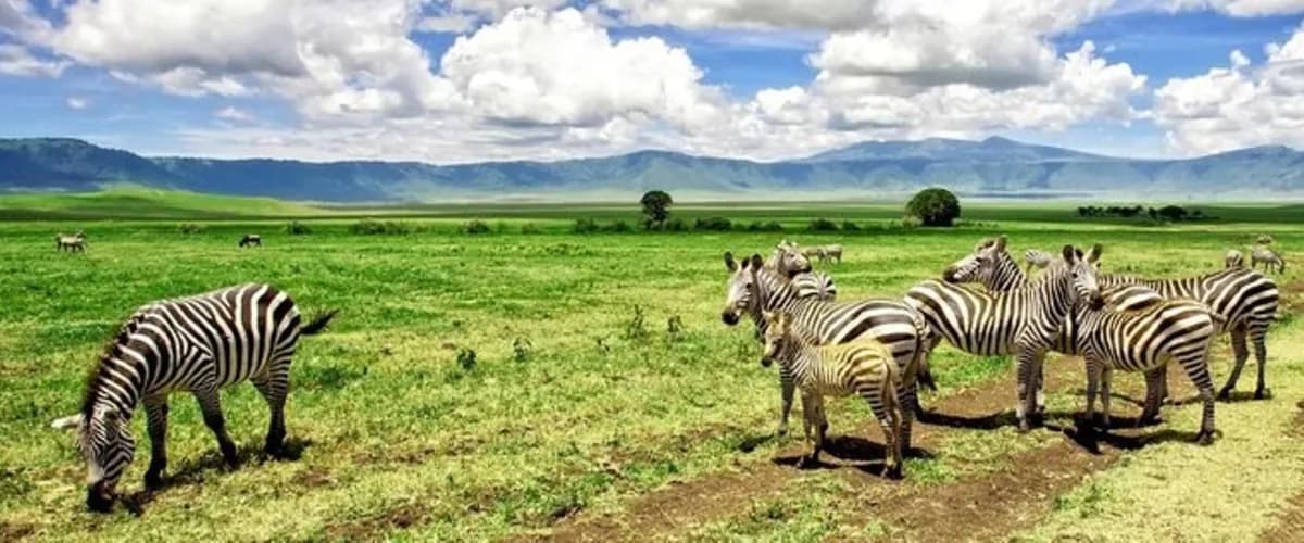 Zebras grazing on the green Ngorongoro Crater floor