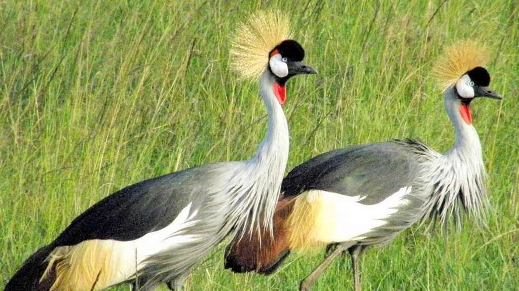 Grey crowned cranes standing in grassland