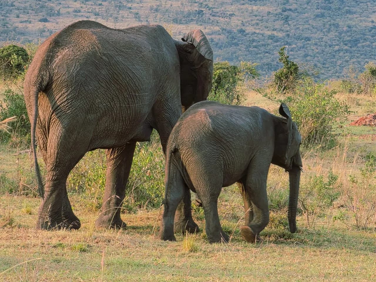 Elephant mother and calf walking with green hills behind