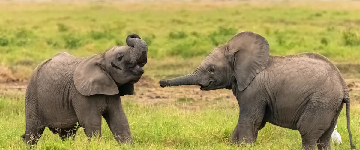 Two young elephants playing in green grass