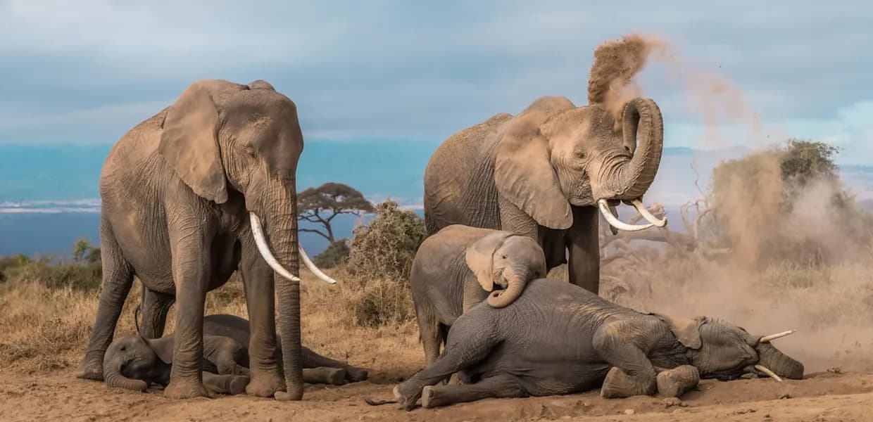 Elephants throwing red dust over their backs