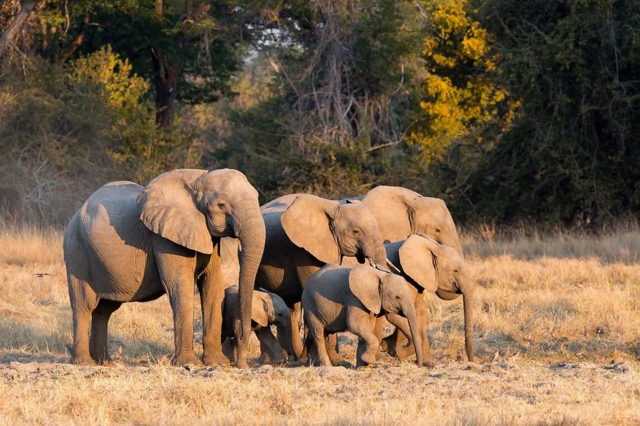 Elephant mother and calves walking together in warm light