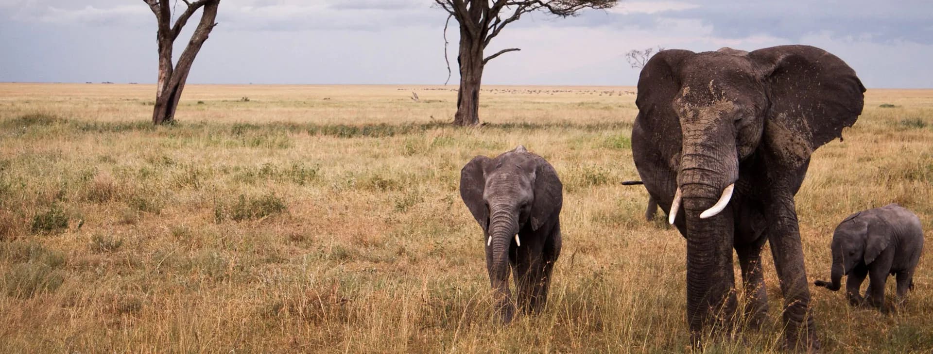 Elephant family crossing open plains with calves between the adults