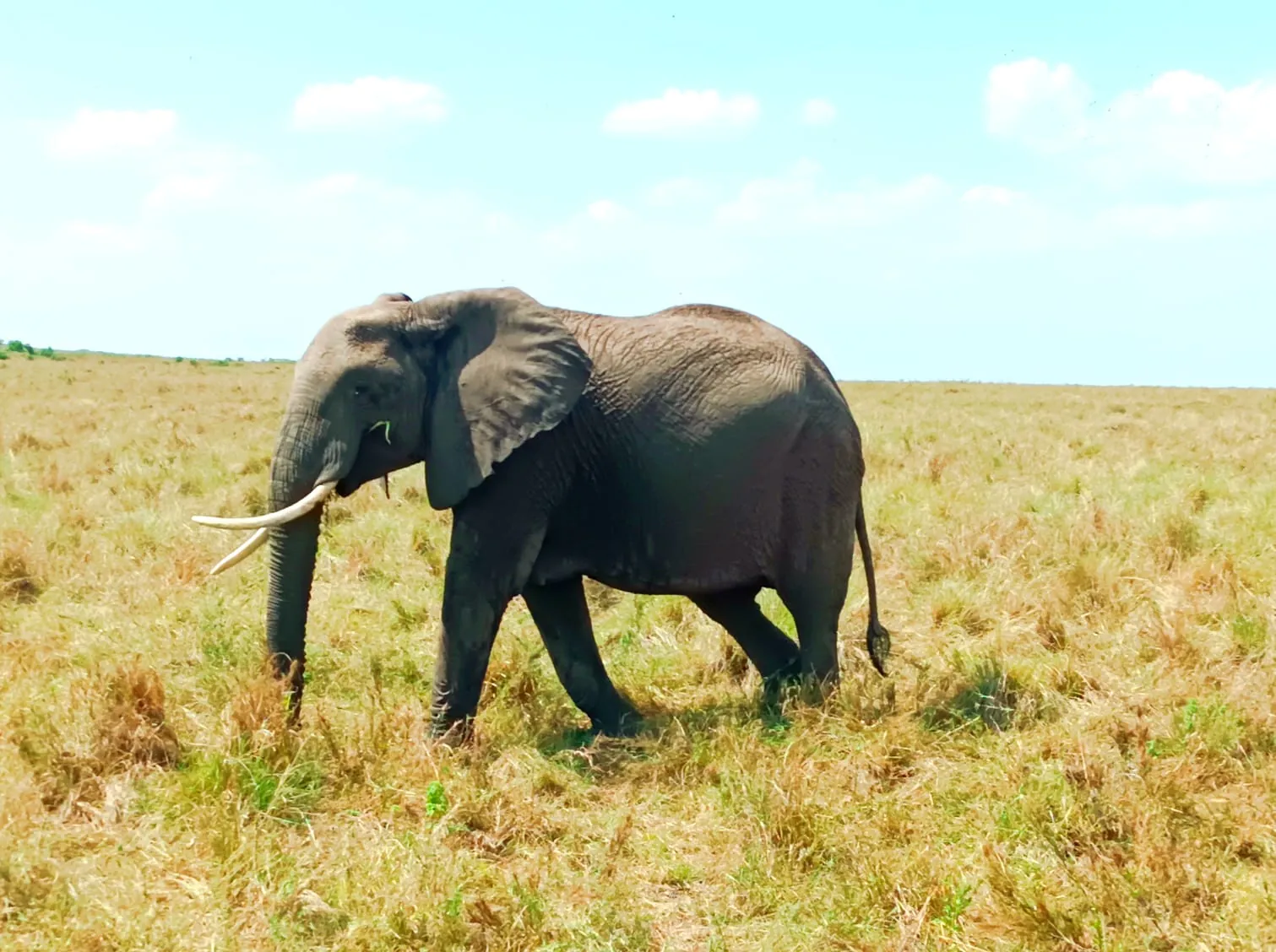 Elephant feeding in tall golden grass