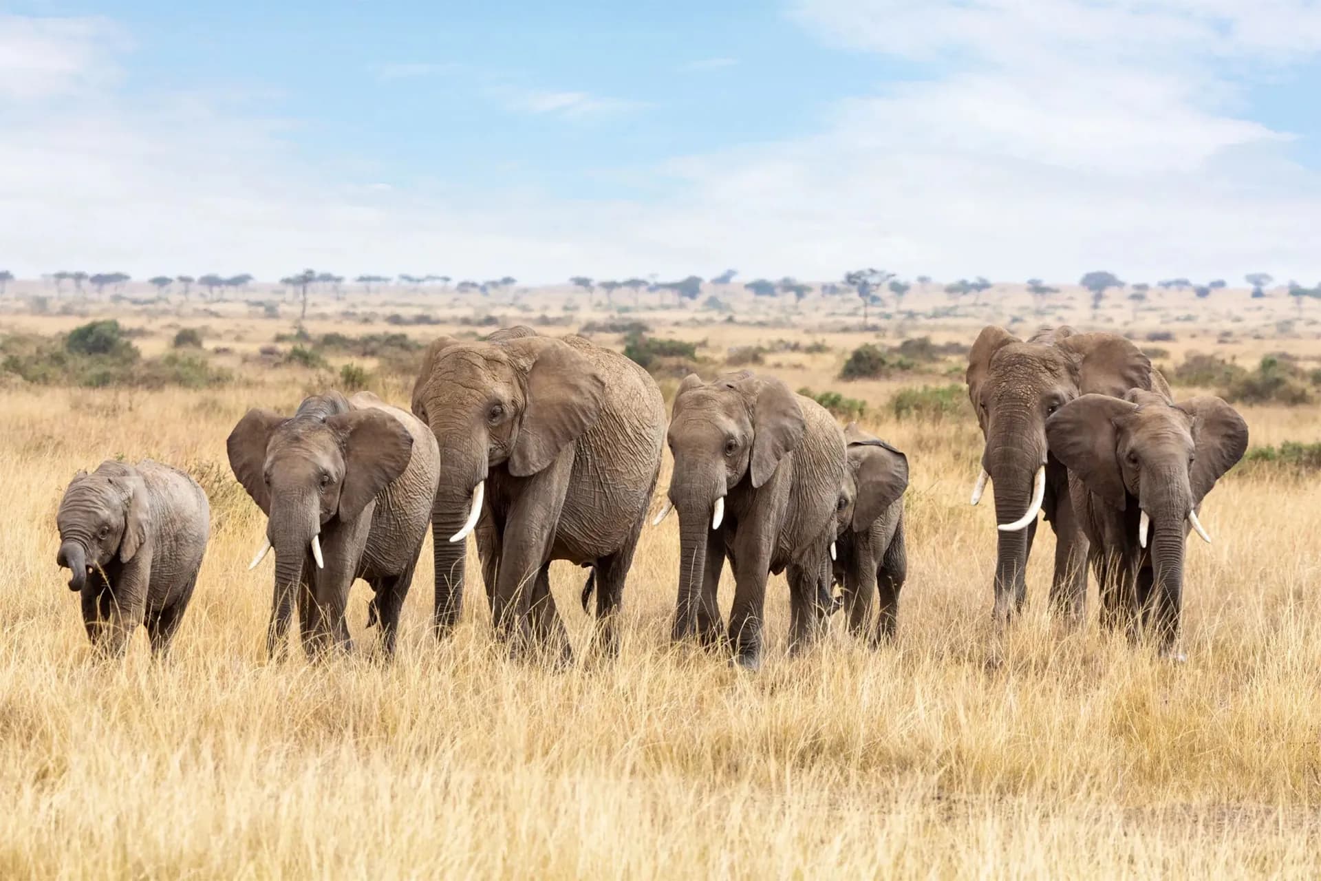 Elephant herd walking through tall golden grass on open plains