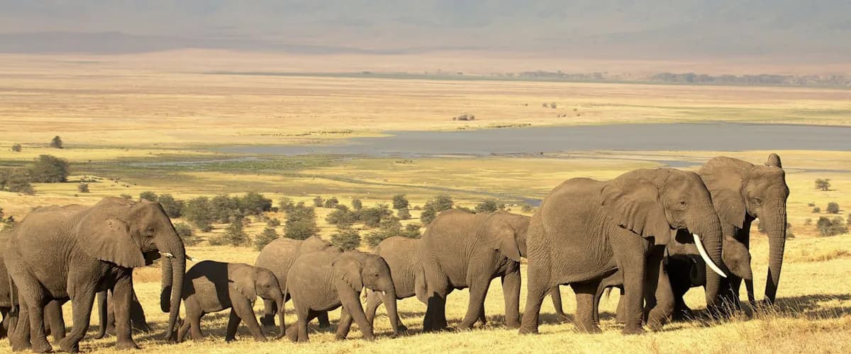 Elephant herd walking across golden plains under a pale sky