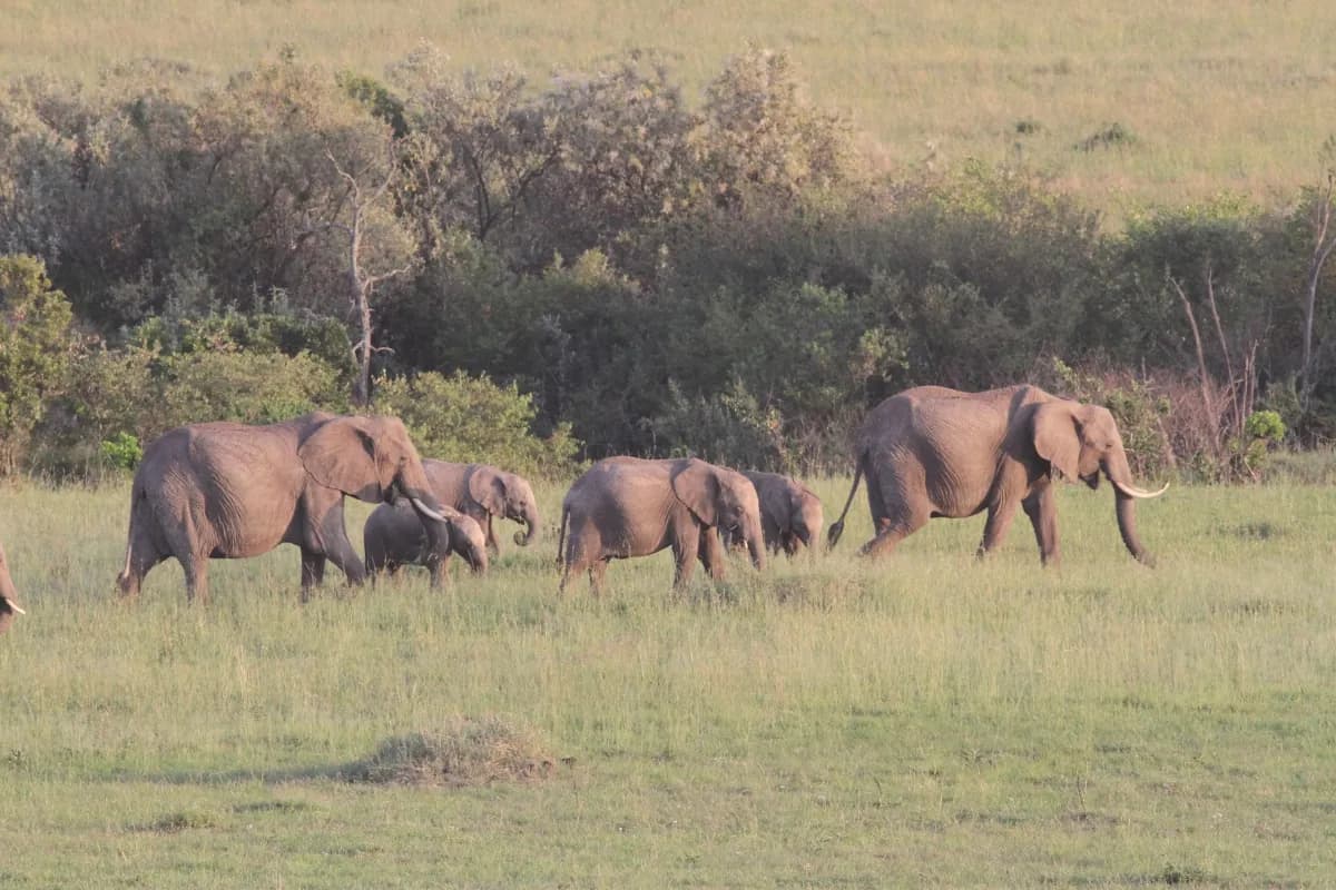 Elephant herd moving across grassland towards a line of trees