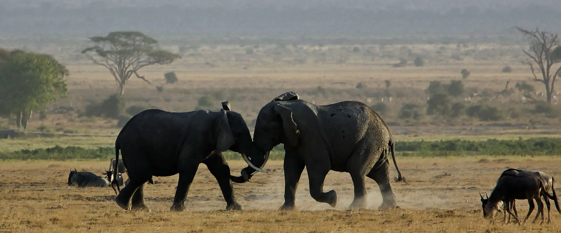 Two elephants greeting each other on open plains, with wildebeest nearby