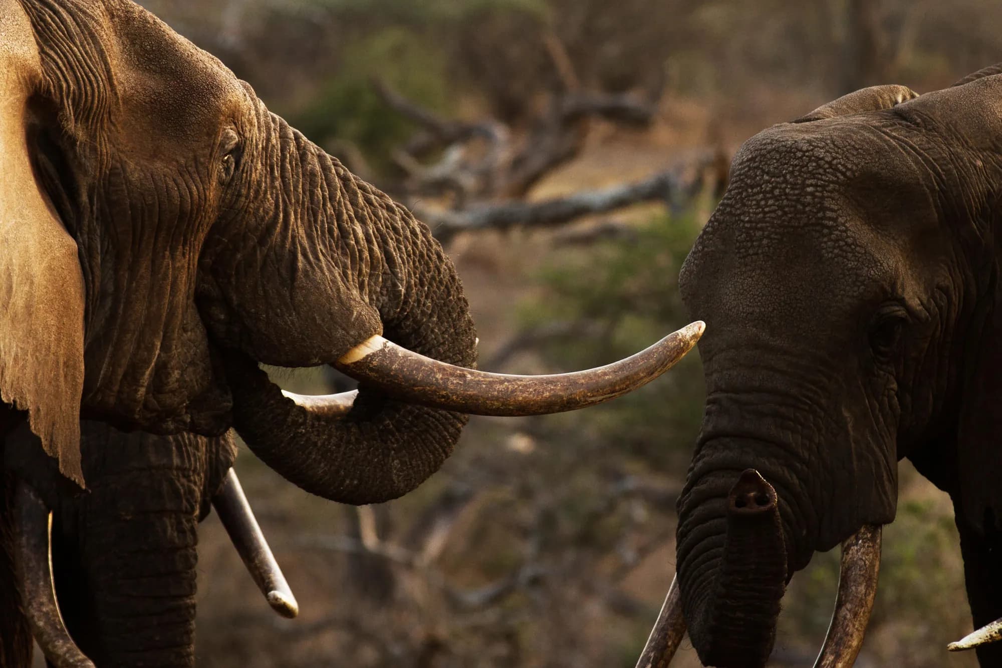 Close view of two elephants touching trunks, their tusks catching the light