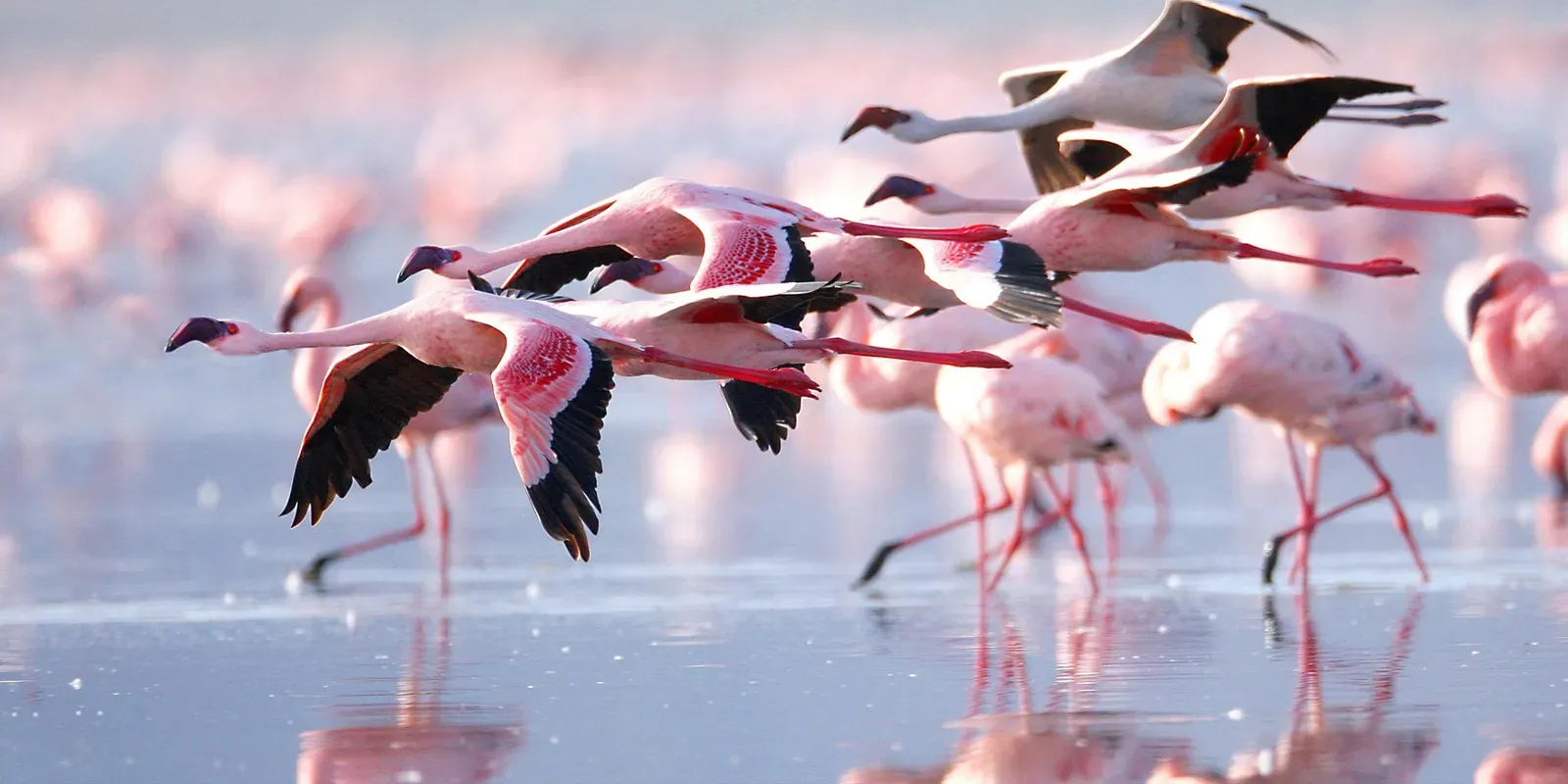 Flamingos in flight with wings outstretched
