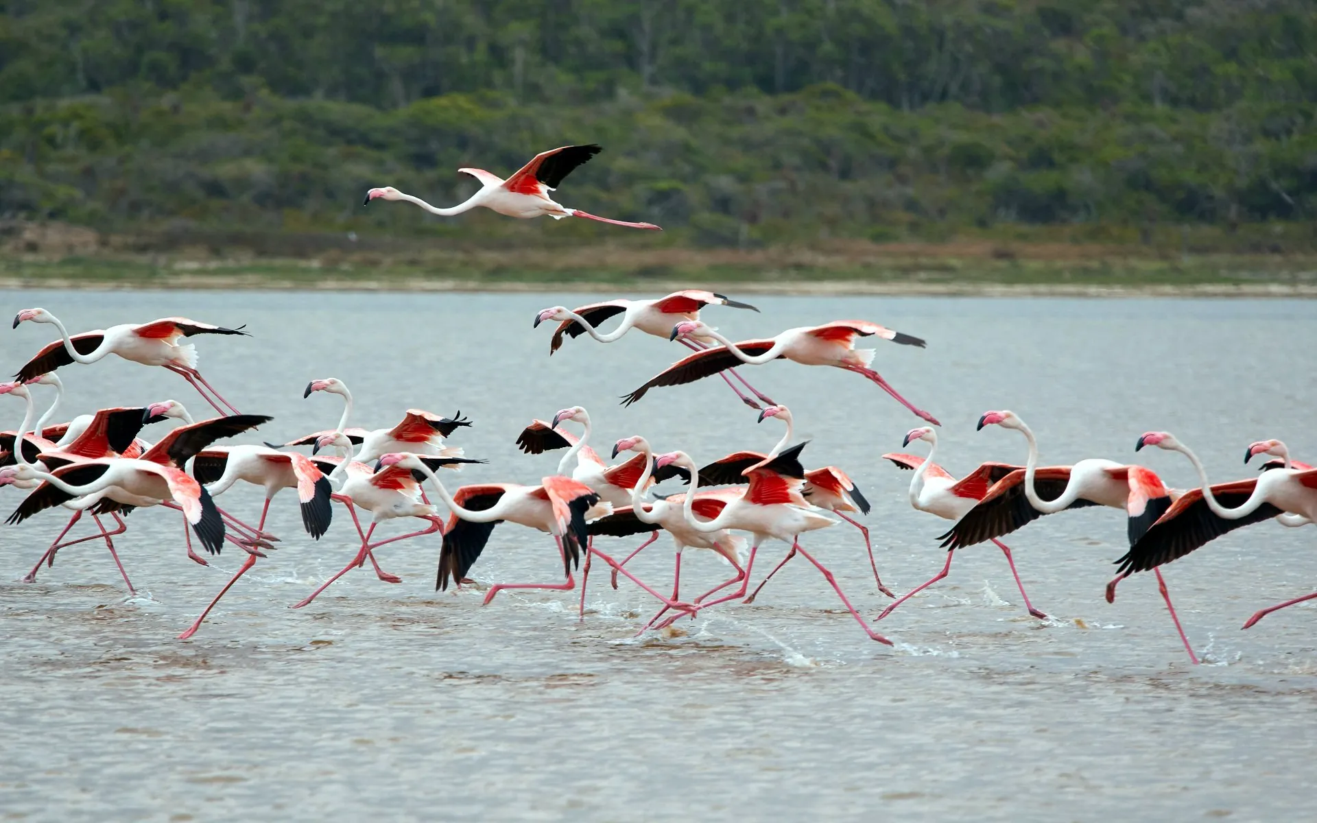 Flamingos taking flight over a shallow lake