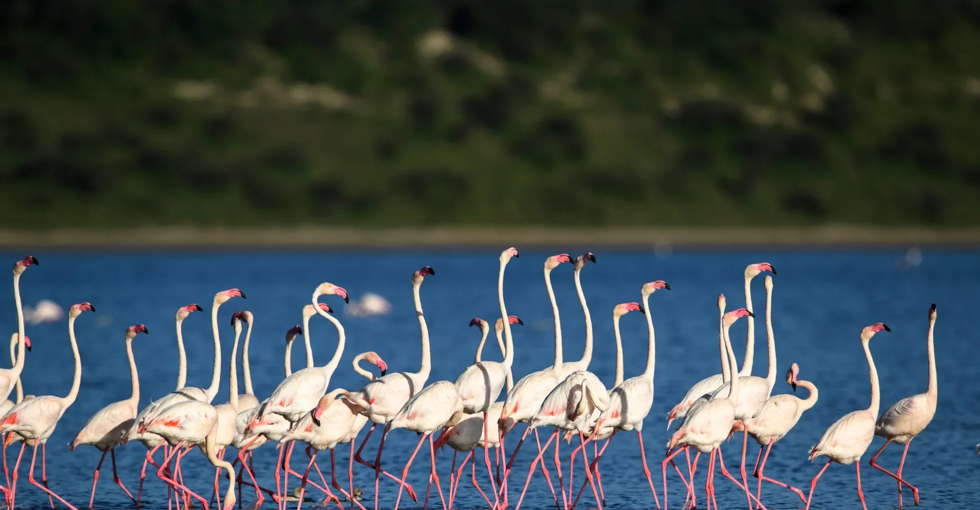 Flamingos standing in a long line in deep blue water