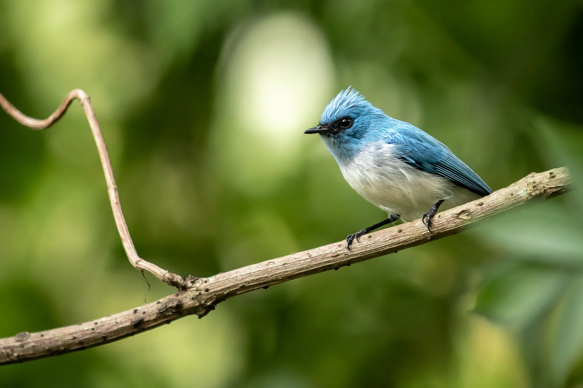 Small blue flycatcher perched on a forest branch