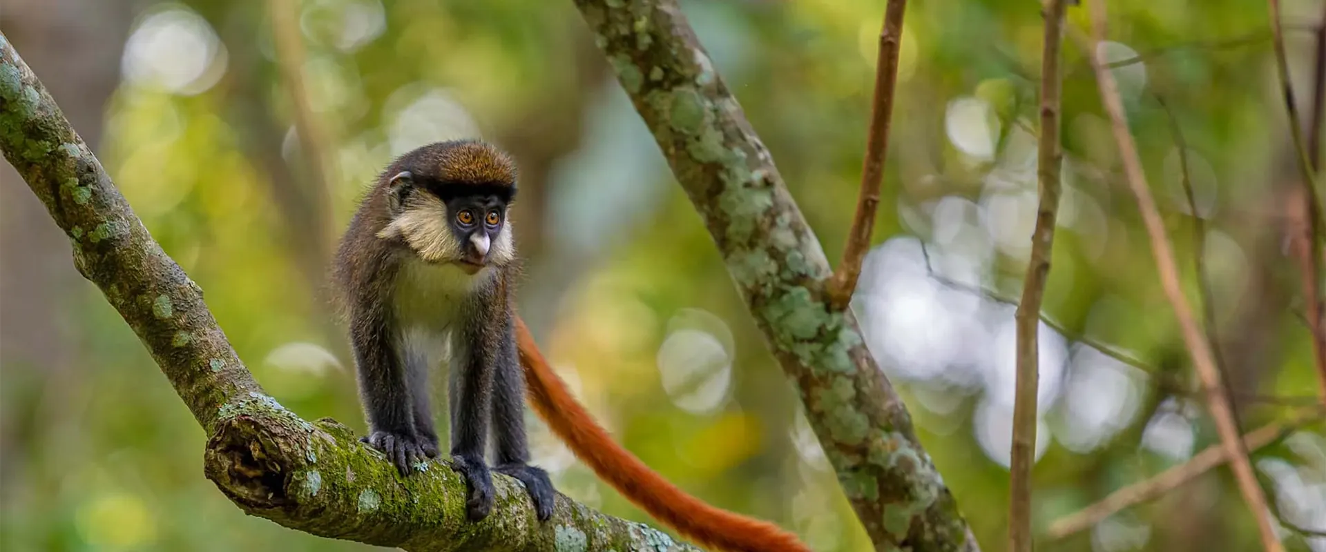 Red-tailed monkey perched on a forest branch