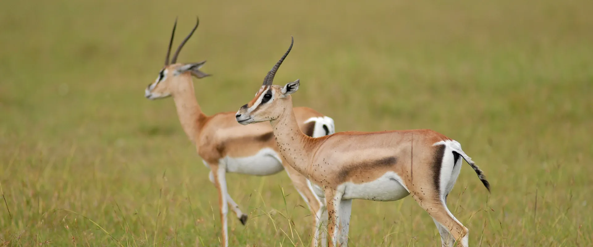 Two gazelles walking through green grass